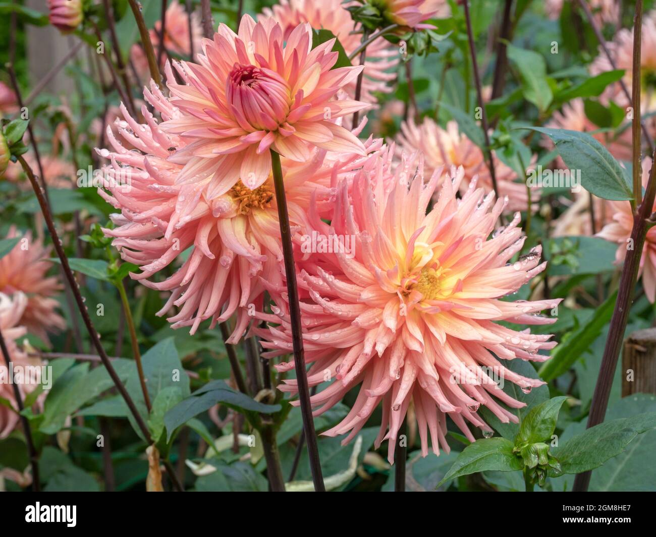 Belles fleurs semi-cactus Dahlia, variété surprise Banque D'Images