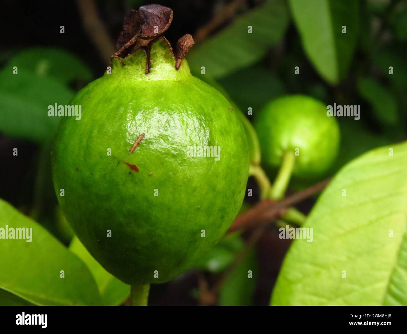 Gros plan des plantes avec les feuilles sur le fond Banque D'Images