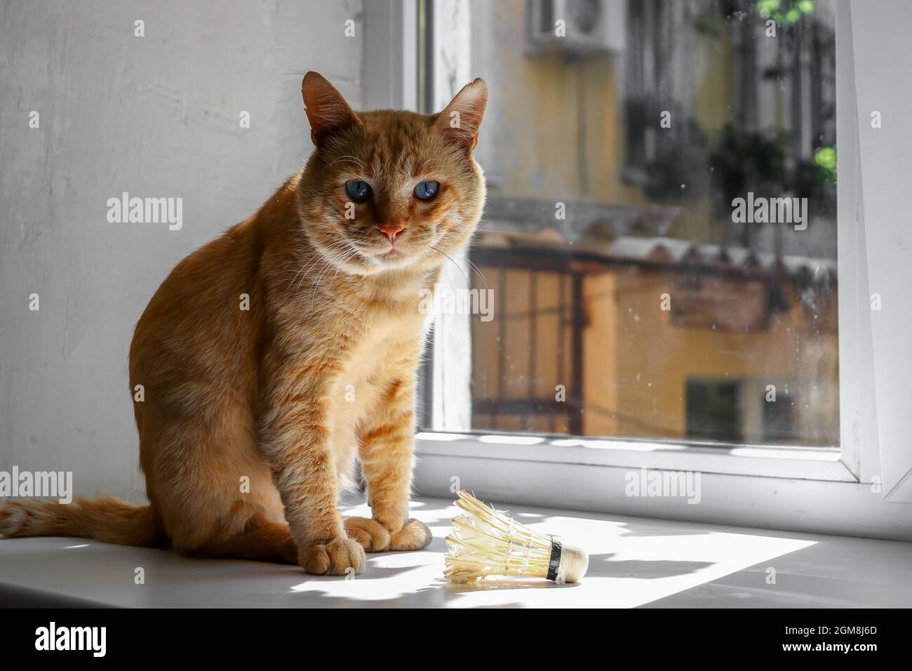 Portrait d'un chat domestique au gingembre sur le rebord de la fenêtre. Un chat mignon est assis sur une fenêtre le jour ensoleillé de l'automne. Banque D'Images