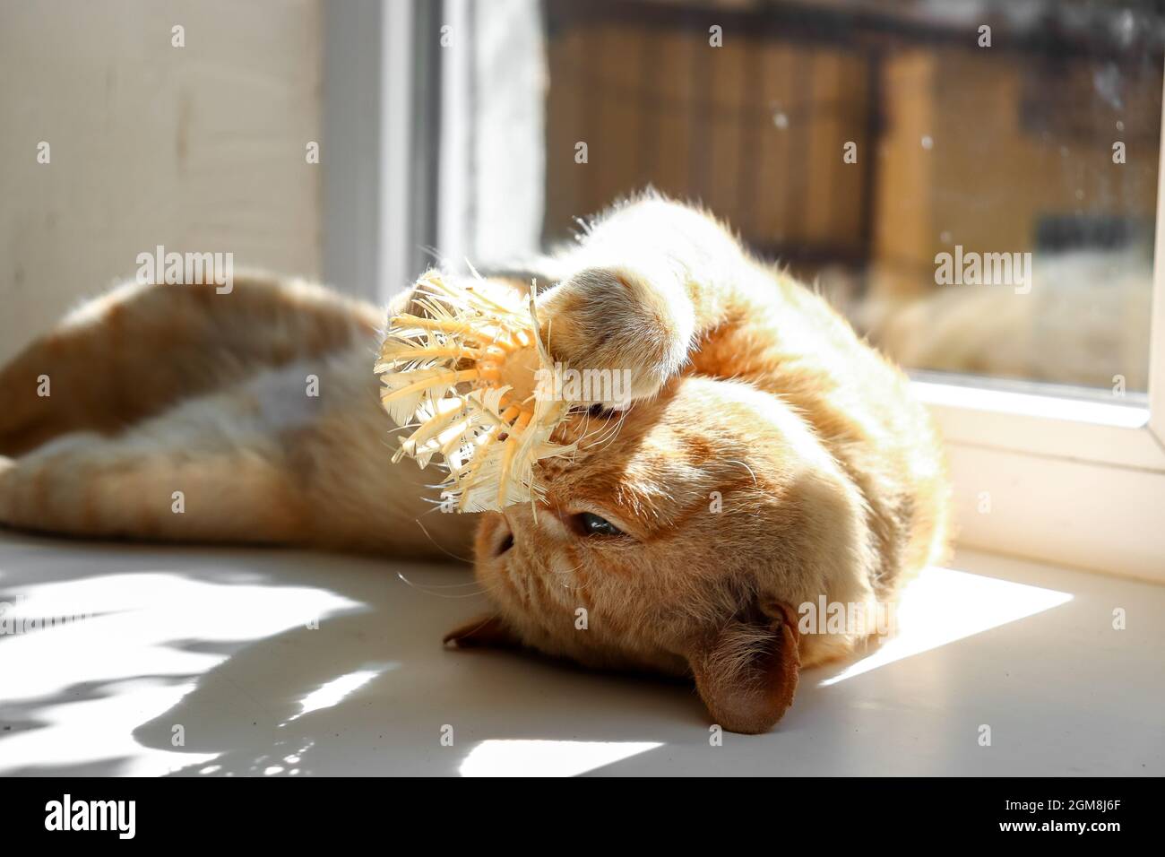 Un chat domestique au gingembre repose sur le rebord de la fenêtre.Le chat au gingembre joue avec un shuttlecock. Banque D'Images