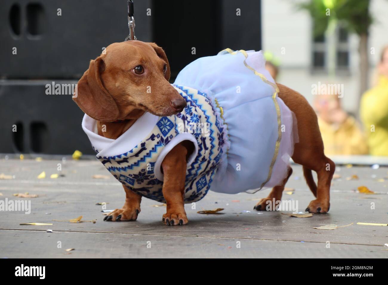 Tens Sauser Dog Fashion show dans le style Circus, St Petersburg, Russie Banque D'Images