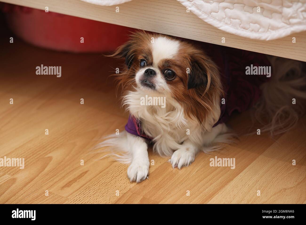 Les chiens de race de décoration. Petit chien domestique. Le chien se cache  sous le lit.chien hin japonais Photo Stock - Alamy