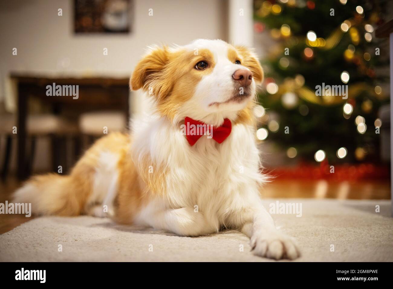 Bordure couchée collie avec noeud papillon autour de son cou. Chien couché devant un arbre de Noël. Banque D'Images