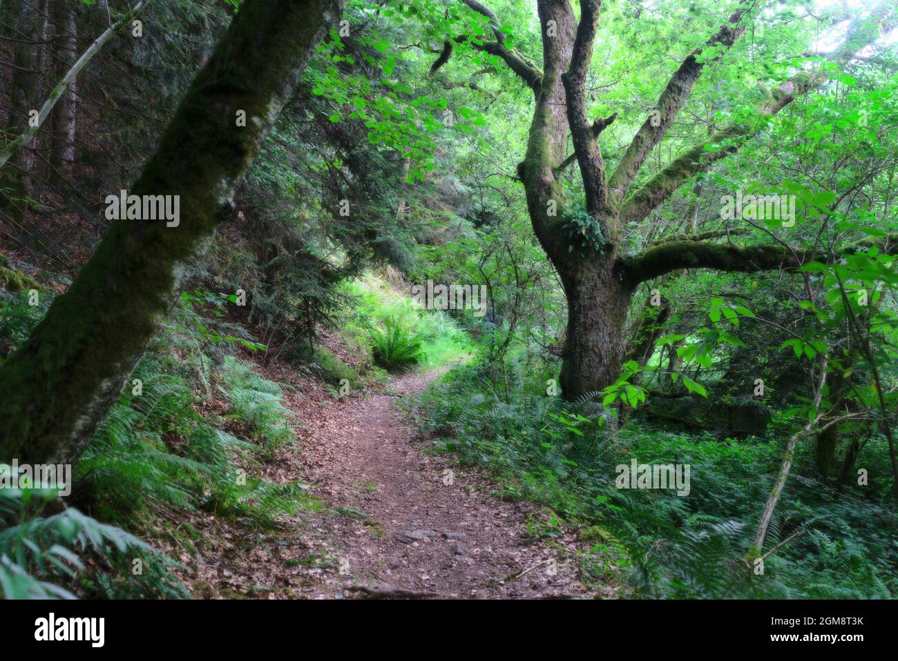 Forêt sauvage d'Auvergne, sentier de randonnée Banque D'Images