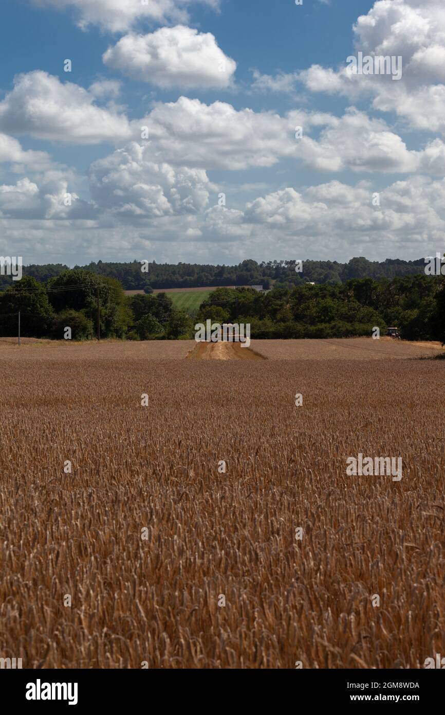 Champ de blé avec une moissonneuse-batteuse en arrière-plan Banque D'Images