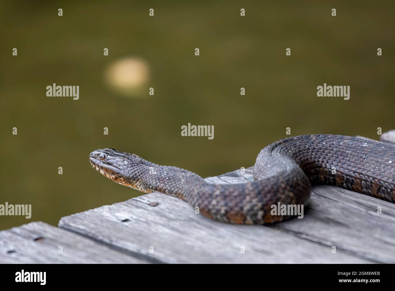 Prairieville, Michigan - Un serpent d'eau du Nord (Nerodia sipedon) sur un quai en bois sur un petit lac à l'ouest du Michigan. Banque D'Images