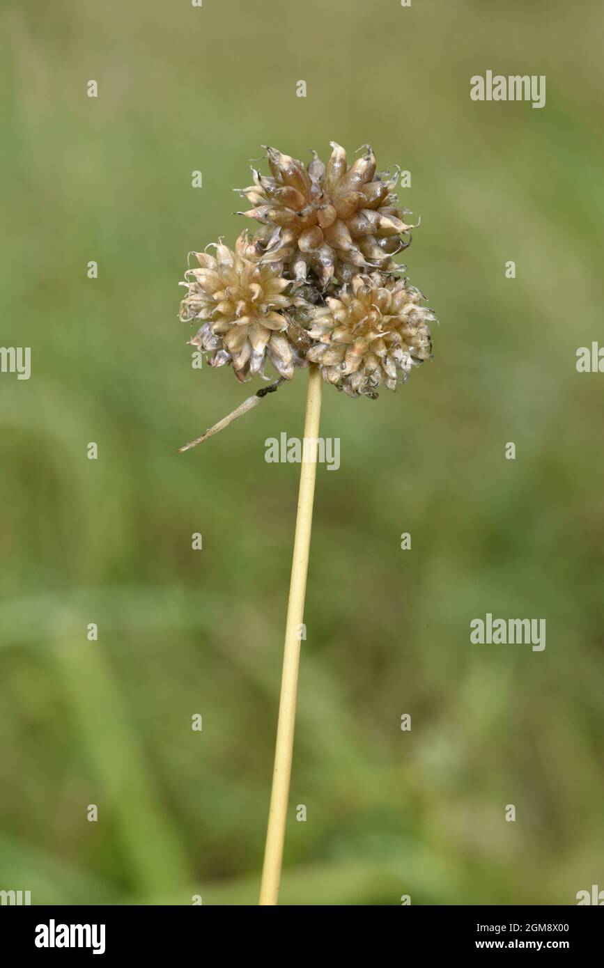 Oignon sauvage - Allium vinale Banque D'Images