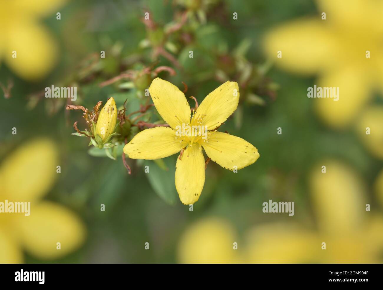 Perforer St John's-millepertuis - Hypericum perforatum Banque D'Images