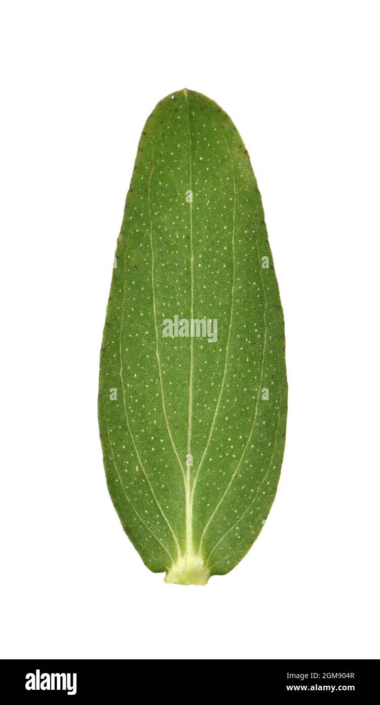 Perforer St John's-millepertuis - Hypericum perforatum Banque D'Images