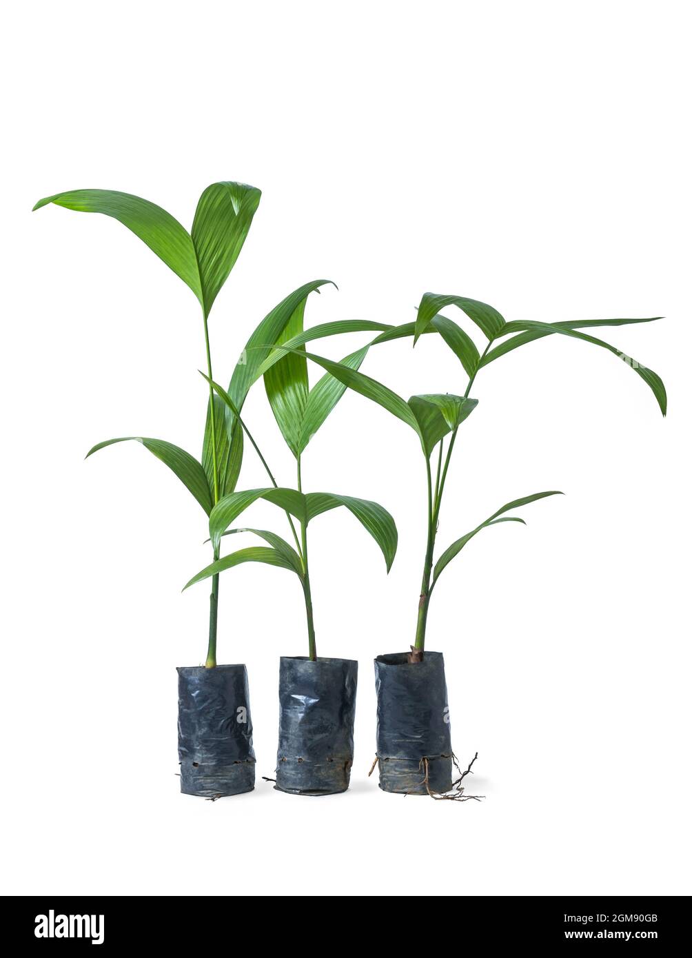 plante de noix d'areca, communément connue sous le nom de paume d'areca, paume d'areca, paume de betel, paume d'écrou de betel ou noix indiennes, plante tropicale et commerciale importante d'arbre Banque D'Images