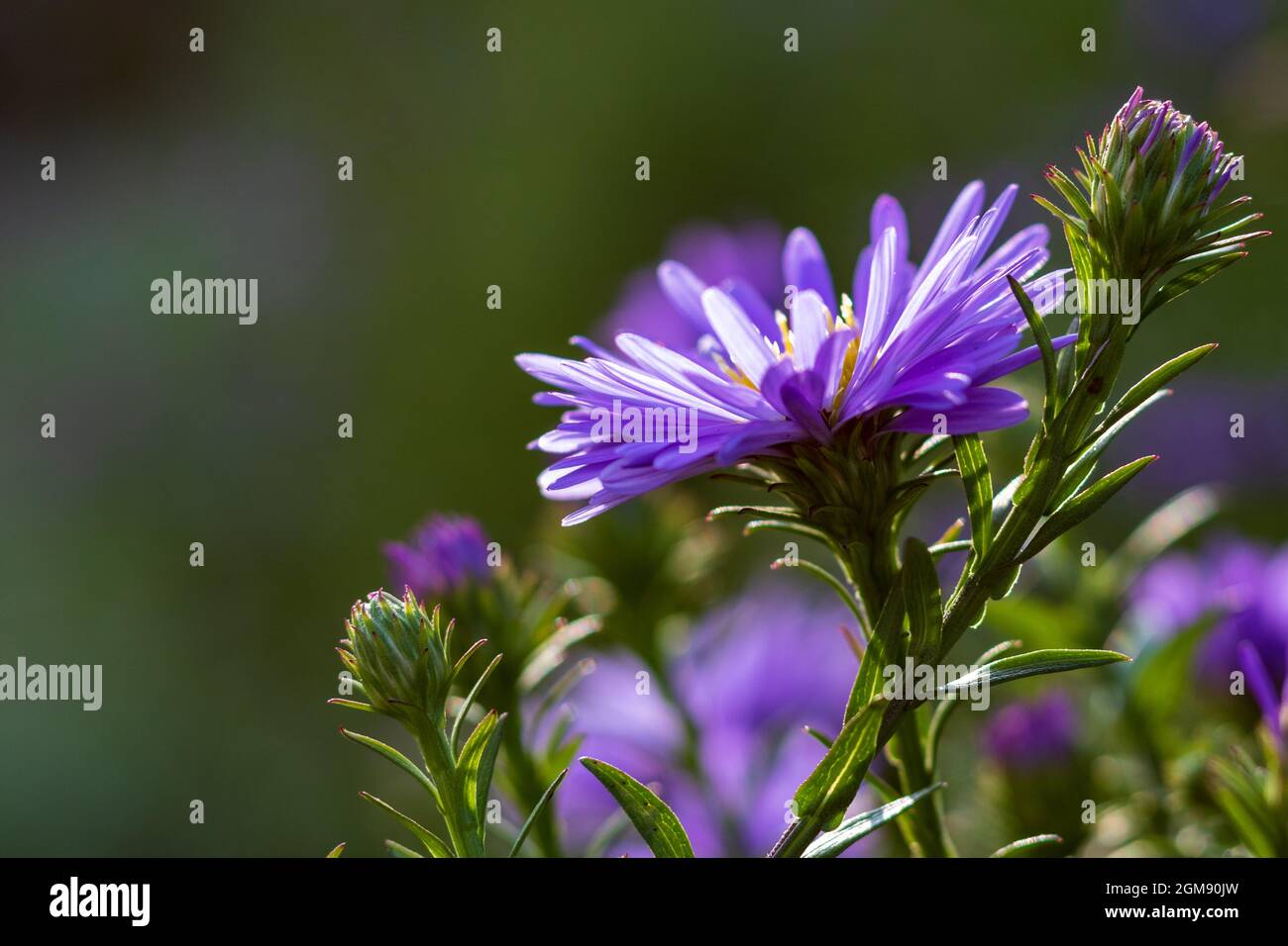 Fleur de l'Aster violet sur le terrain, gros plan et mise au point sélective sur fond vert doux avec espace de copie Banque D'Images