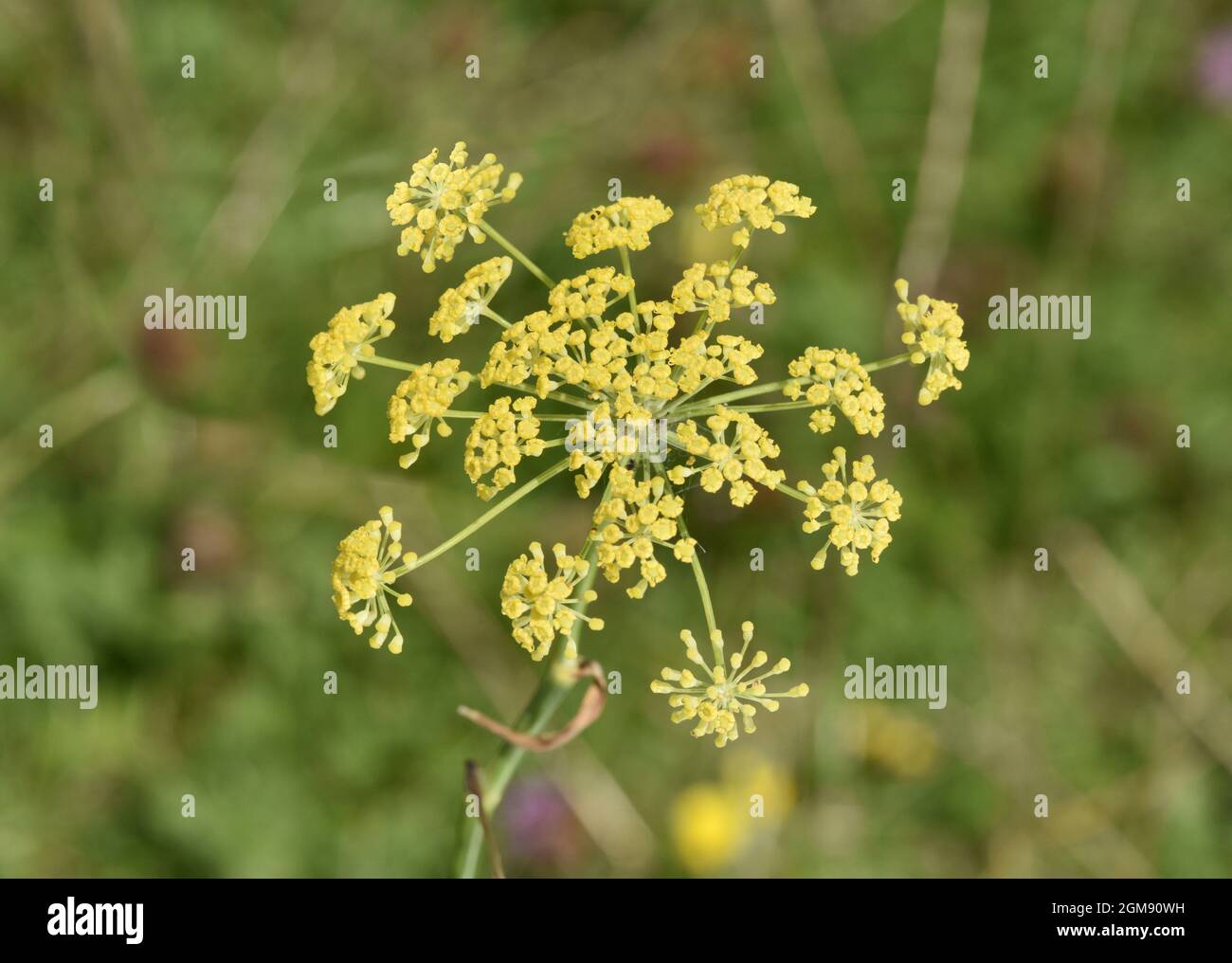 Le fenouil - Foeniculum vulgare Banque D'Images