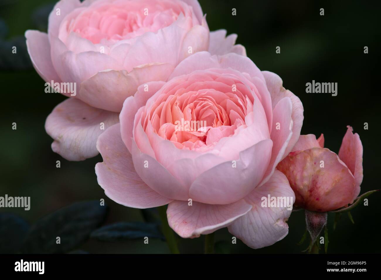 Reine de la rose de Suède Banque D'Images