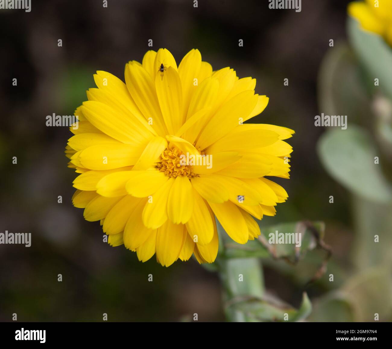 Calendula officinalis bon bon jaune Banque D'Images