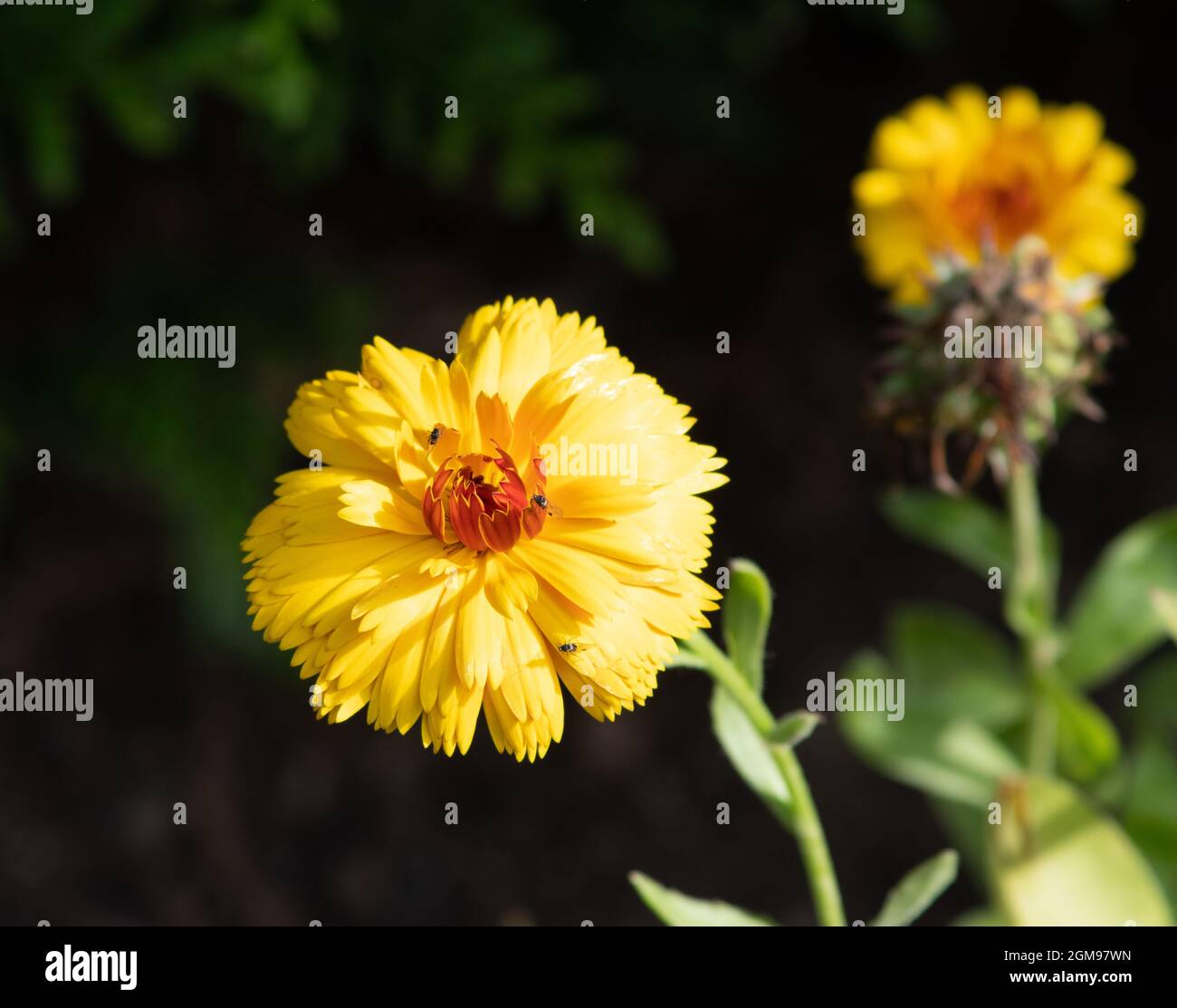 Calendula officinalis œil de bœuf Banque D'Images