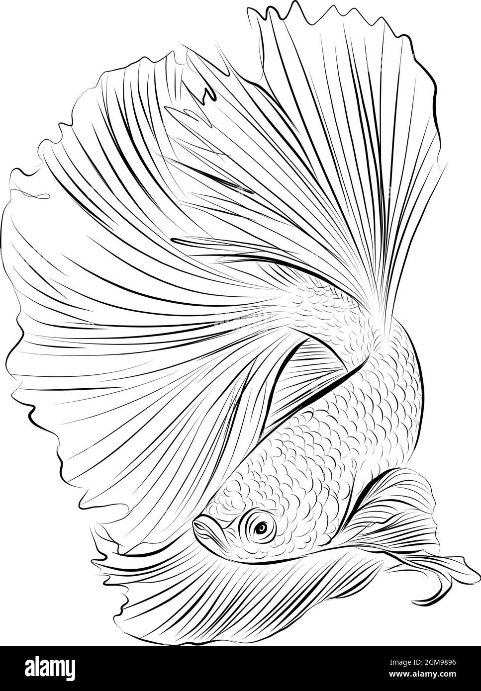 Dessin à la main de l'illustration siamese betta FISH Vector Illustration de Vecteur