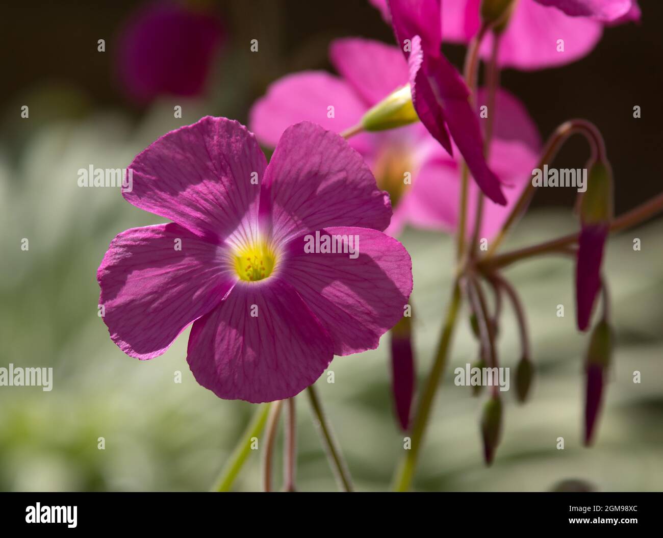 Purpurea Oxalis bobiei Banque D'Images