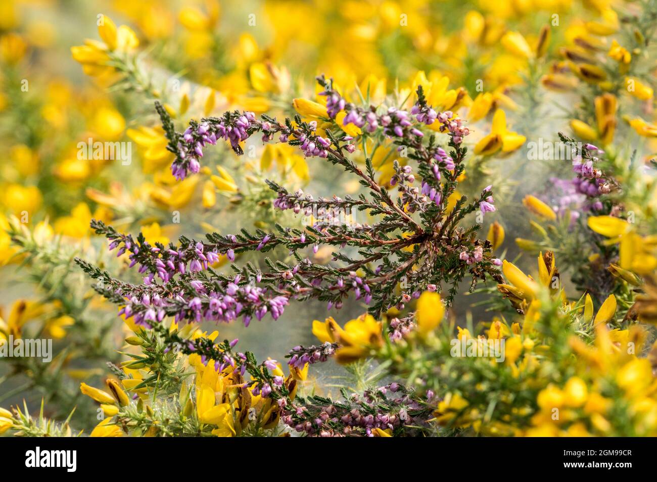 Fleur de bruyère pourpre parmi les fleurs de gorse jaunes Banque D'Images