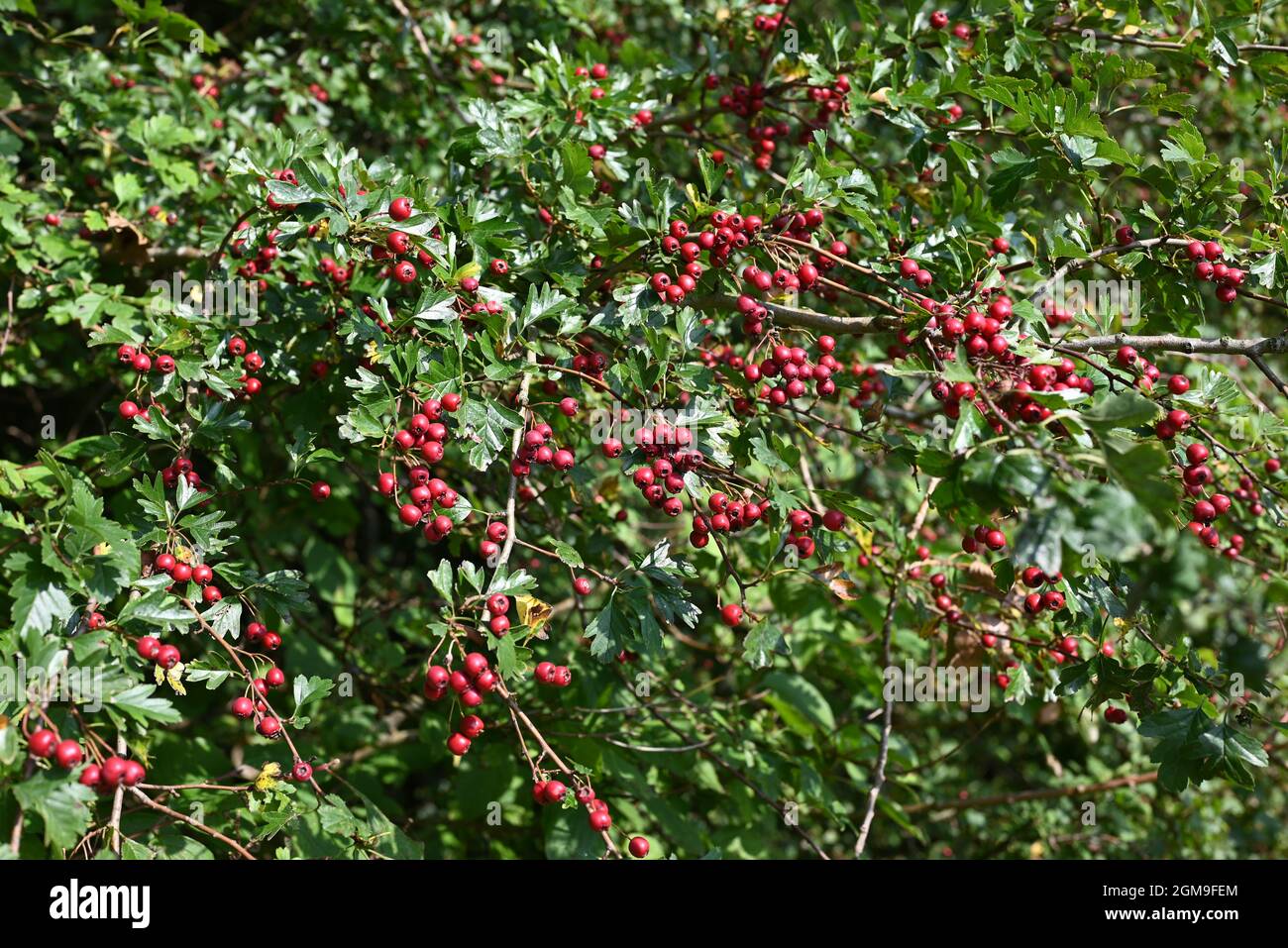 Une branche de baies rouges dans un parc ( Haarlemmermeerse bos / Hoofddorp / pays-Bas). Banque D'Images