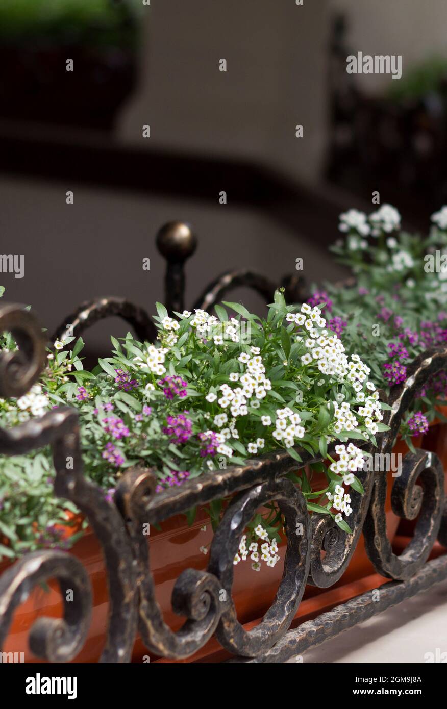 Bouquet de fleurs printanières à l'extérieur dans un pot de fleurs décoratif Banque D'Images
