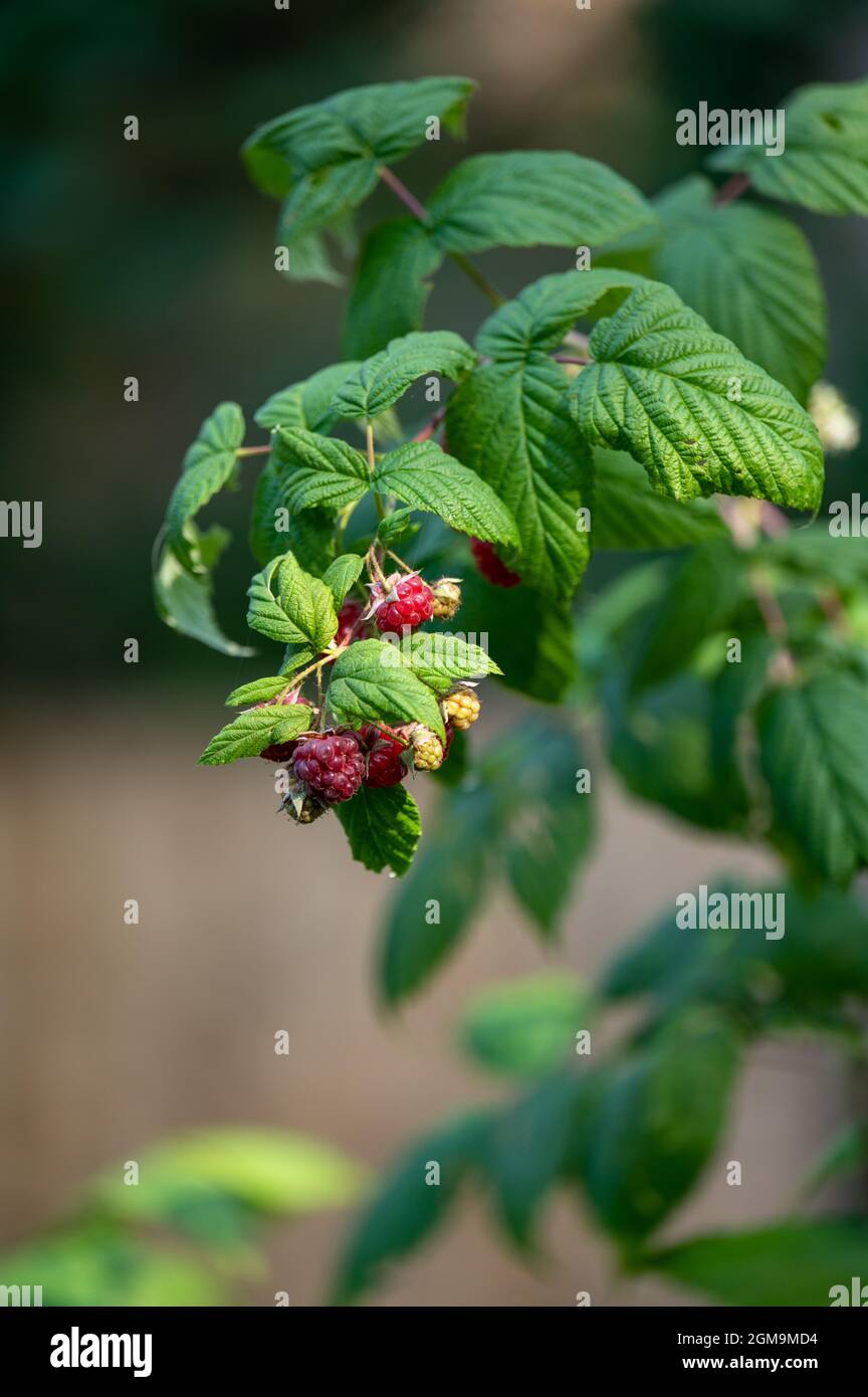 Framboises mûres d'automne fruitant entourées de feuilles vertes sous le soleil d'automne Banque D'Images