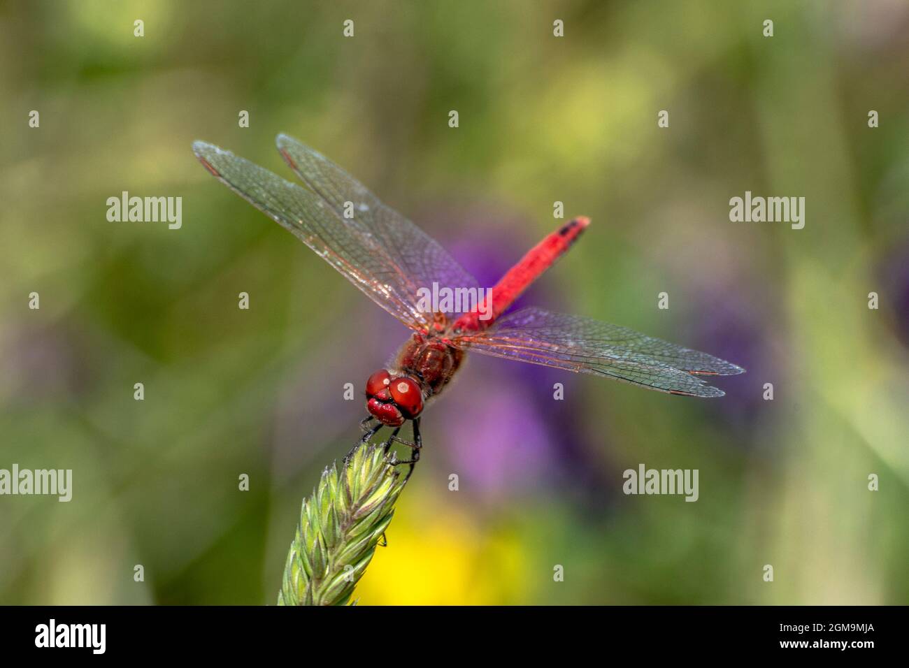 Spécimen de libellule rouge posé sur une tige d'herbe Banque D'Images