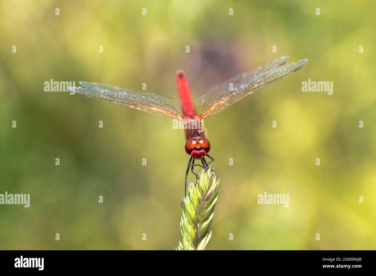 Spécimen de libellule rouge posé sur une tige d'herbe Banque D'Images