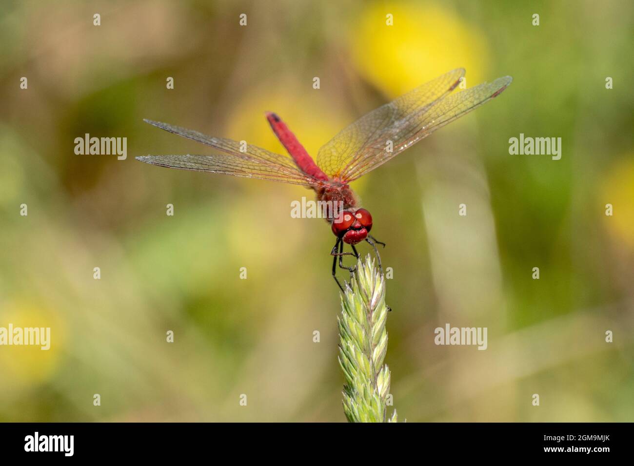 Spécimen de libellule rouge posé sur une tige d'herbe Banque D'Images