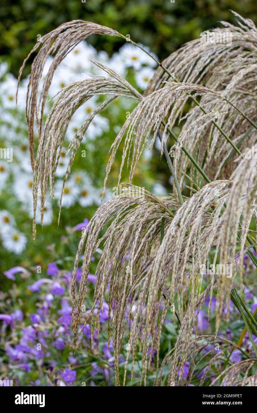 Miscanthus sinensis Kaskade fleurit dans une bordure mixte Banque D'Images