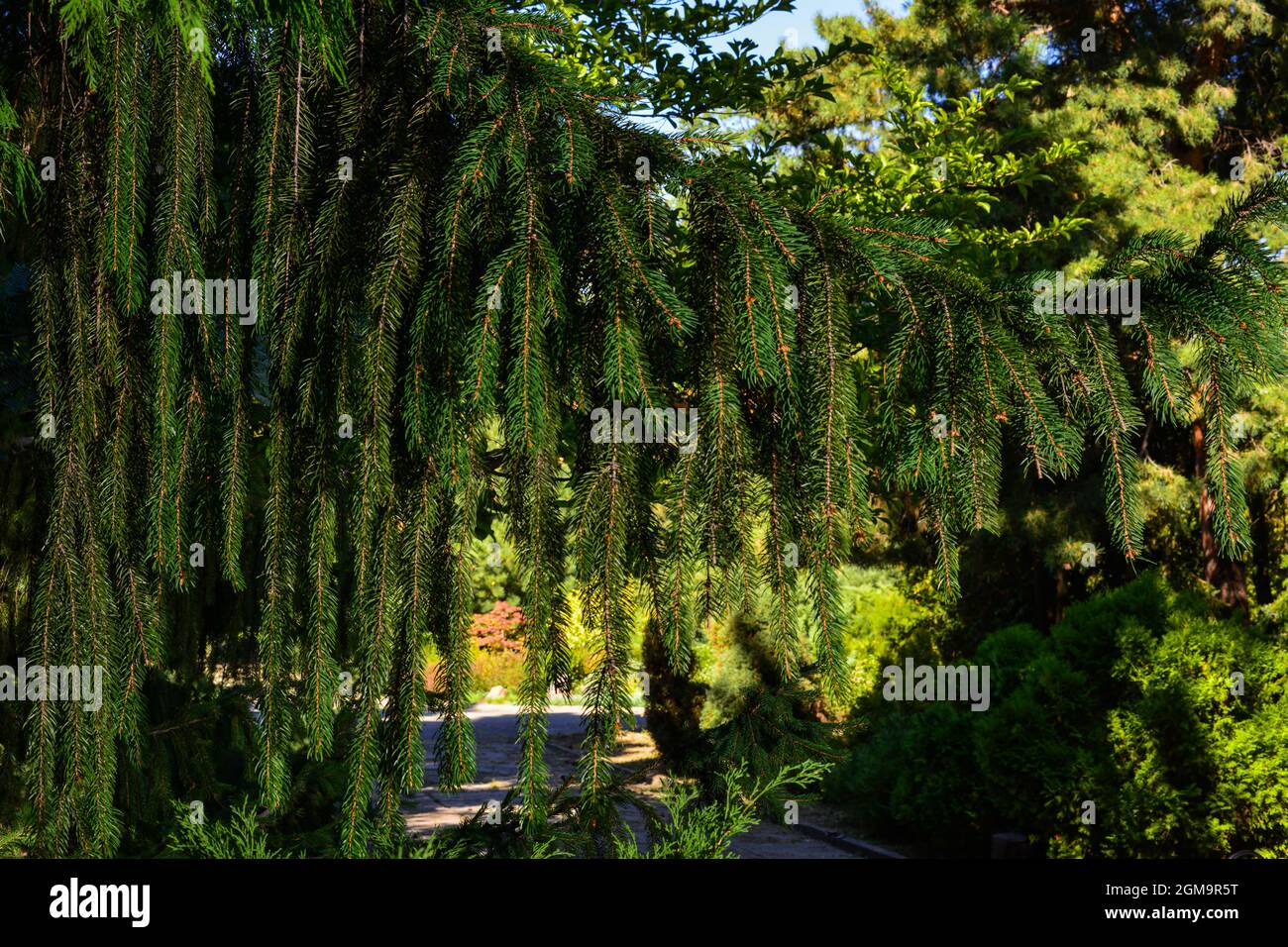 Branche d'épinette européenne ou de Picea abies. Cultivar virgata ou épinette de branche de serpent Banque D'Images