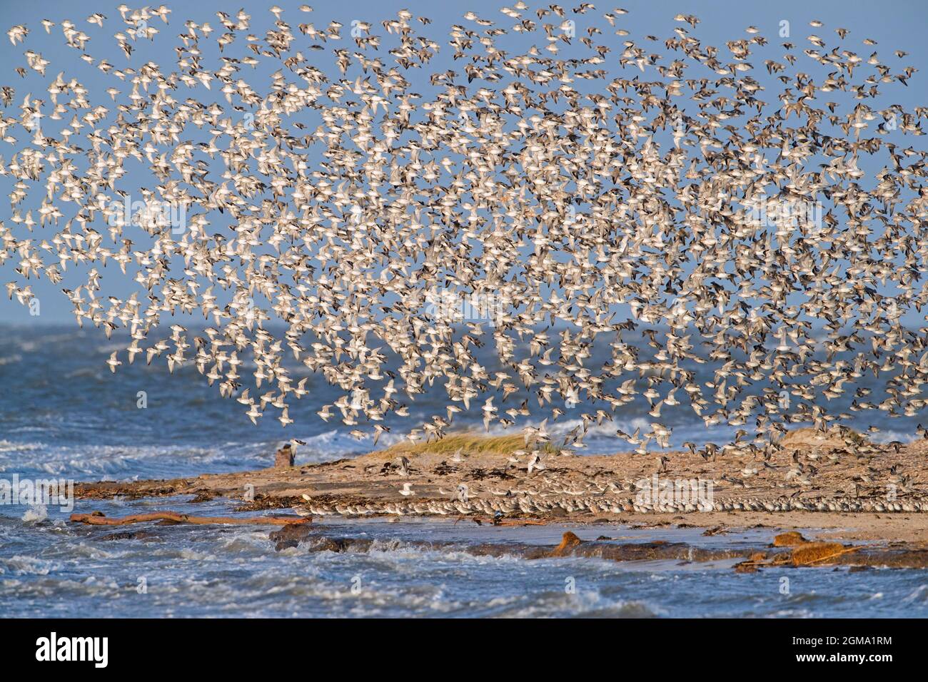 Nœud rouge (Calidris canutus) troupeau de nœuds dans le plumage non-reproducteur volant au-dessus de la plage le long du Parc national de la mer des Wadden du Schleswig-Holstein, Allemagne Banque D'Images