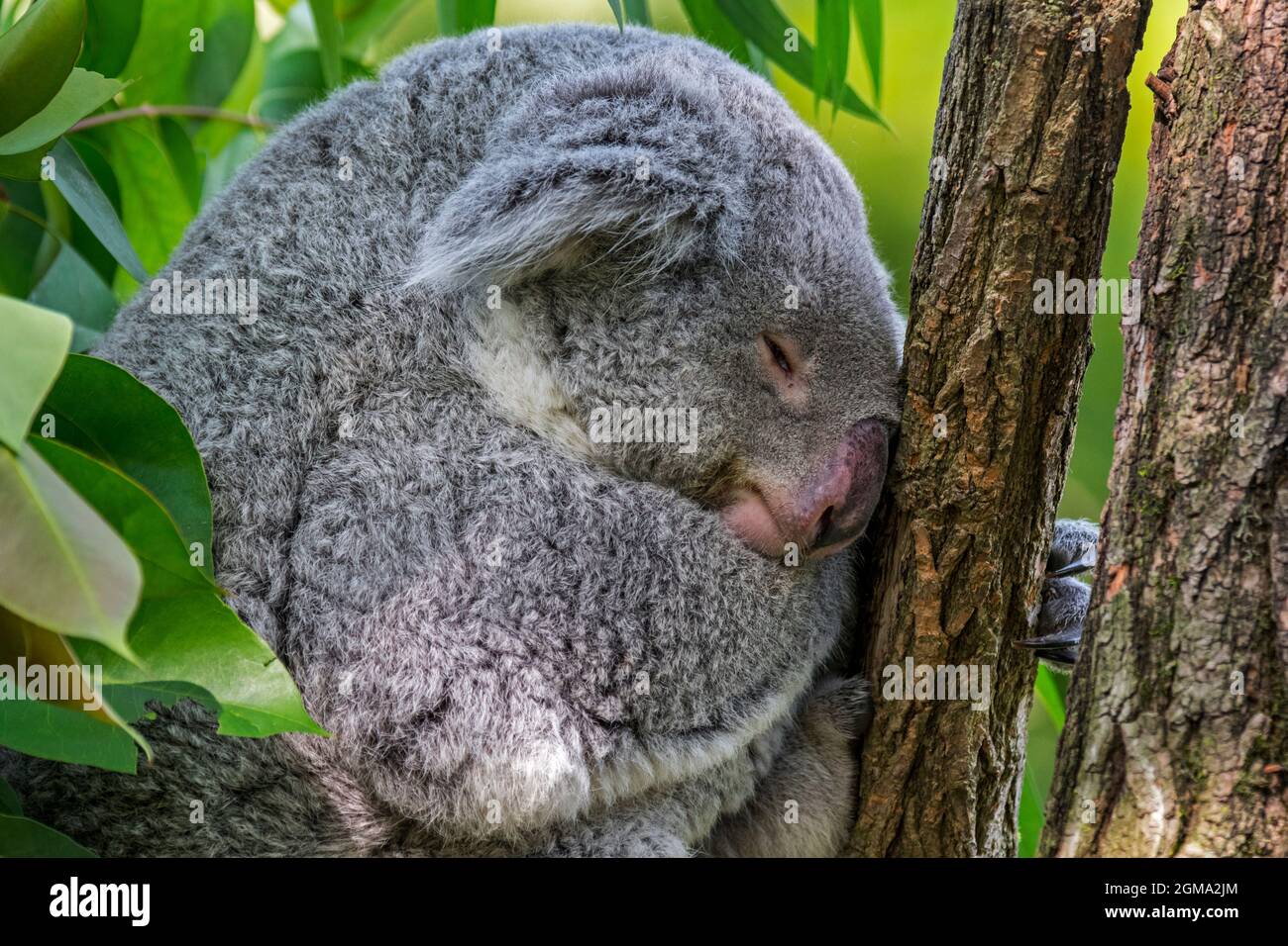Koala (Phascolarctos cinereus) dormant dans un arbre, marsupial originaire d'Australie Banque D'Images