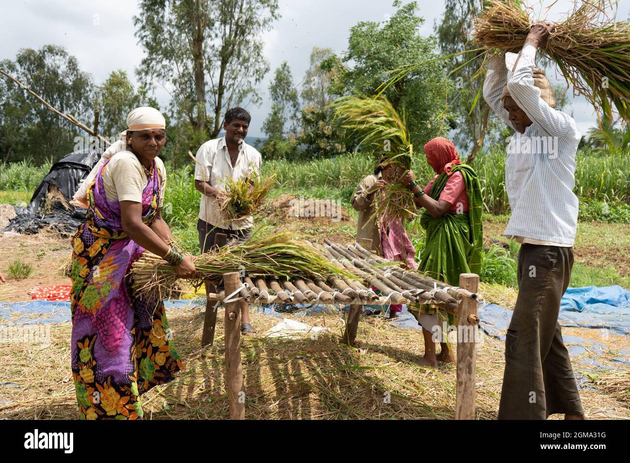 Les projets de loi agricoles 2020 ont été adoptés avec succès au Parlement par le gouvernement syndical de l'Inde. Des manifestations sont organisées par les partis de l'opposition, car ce projet de loi sur l'agriculture est contre les agriculteurs. Au milieu de cela, tous les agriculteurs ruraux sont occupés à battre et à récolter du riz à Mhasave, Gargoti taluka et Kolhapur, les États occidentaux de l'Inde. En raison de l'analphabétisme, les agriculteurs ne connaissent pas leurs droits et leurs lois anti-agriculteurs en Inde. Banque D'Images