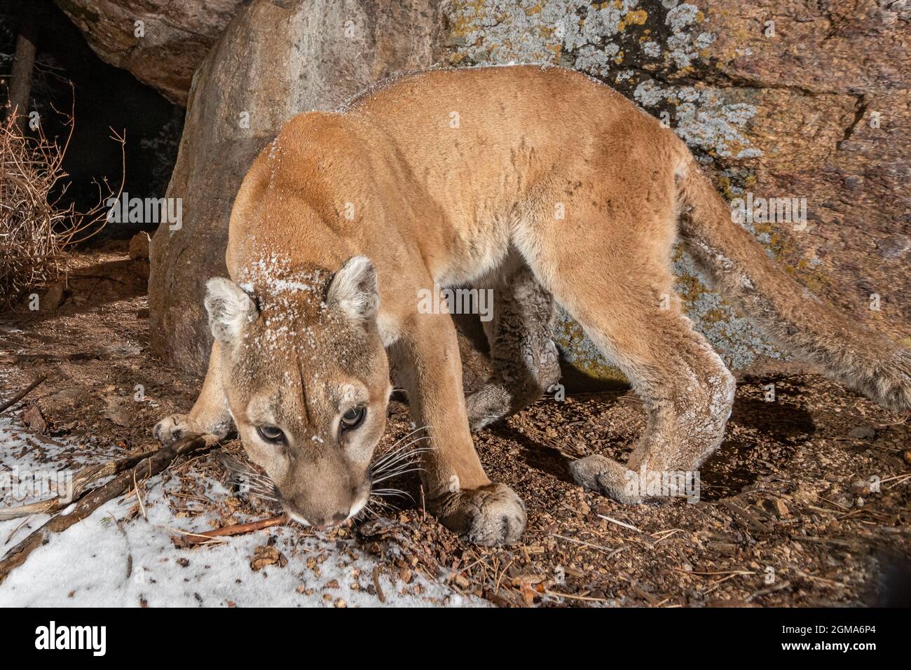 Colorado Mountain Lion Banque D'Images