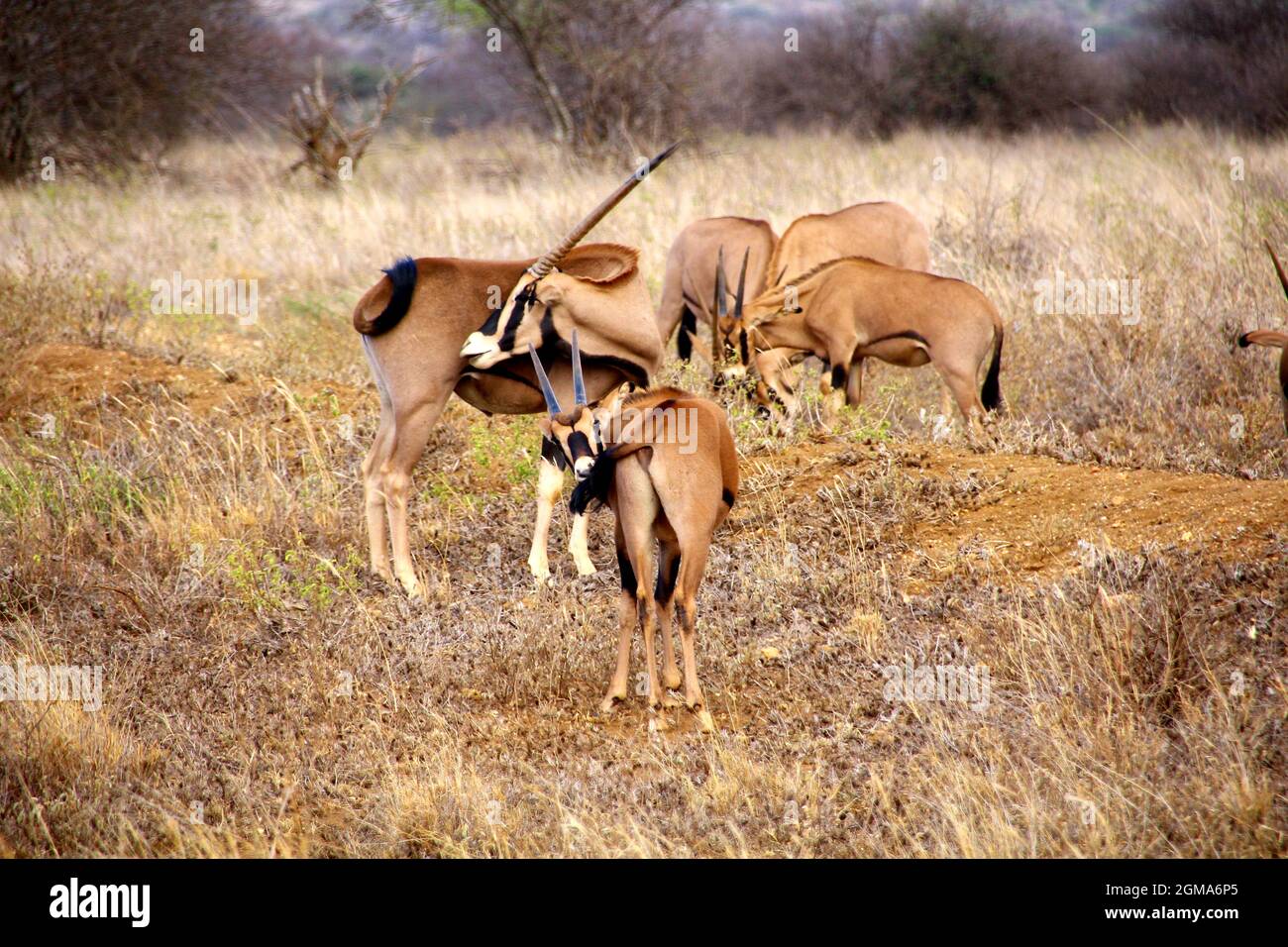 Faune africaine un Safari Banque D'Images