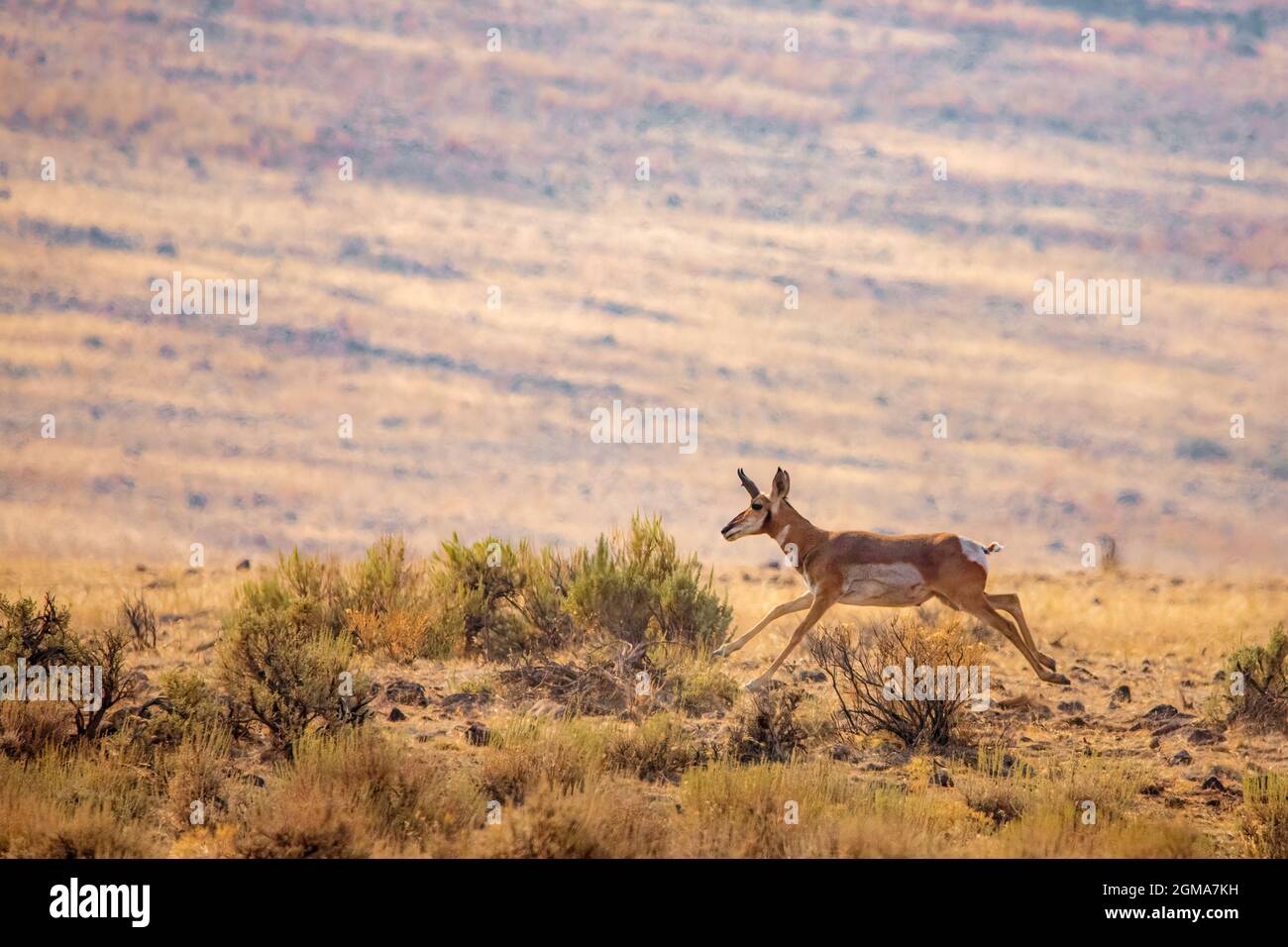 La Pronghorn américaine (Antilocapra americana) fonctionne dans le désert de Smoke Creek dans le comté de Lassen, Californie, États-Unis. Banque D'Images