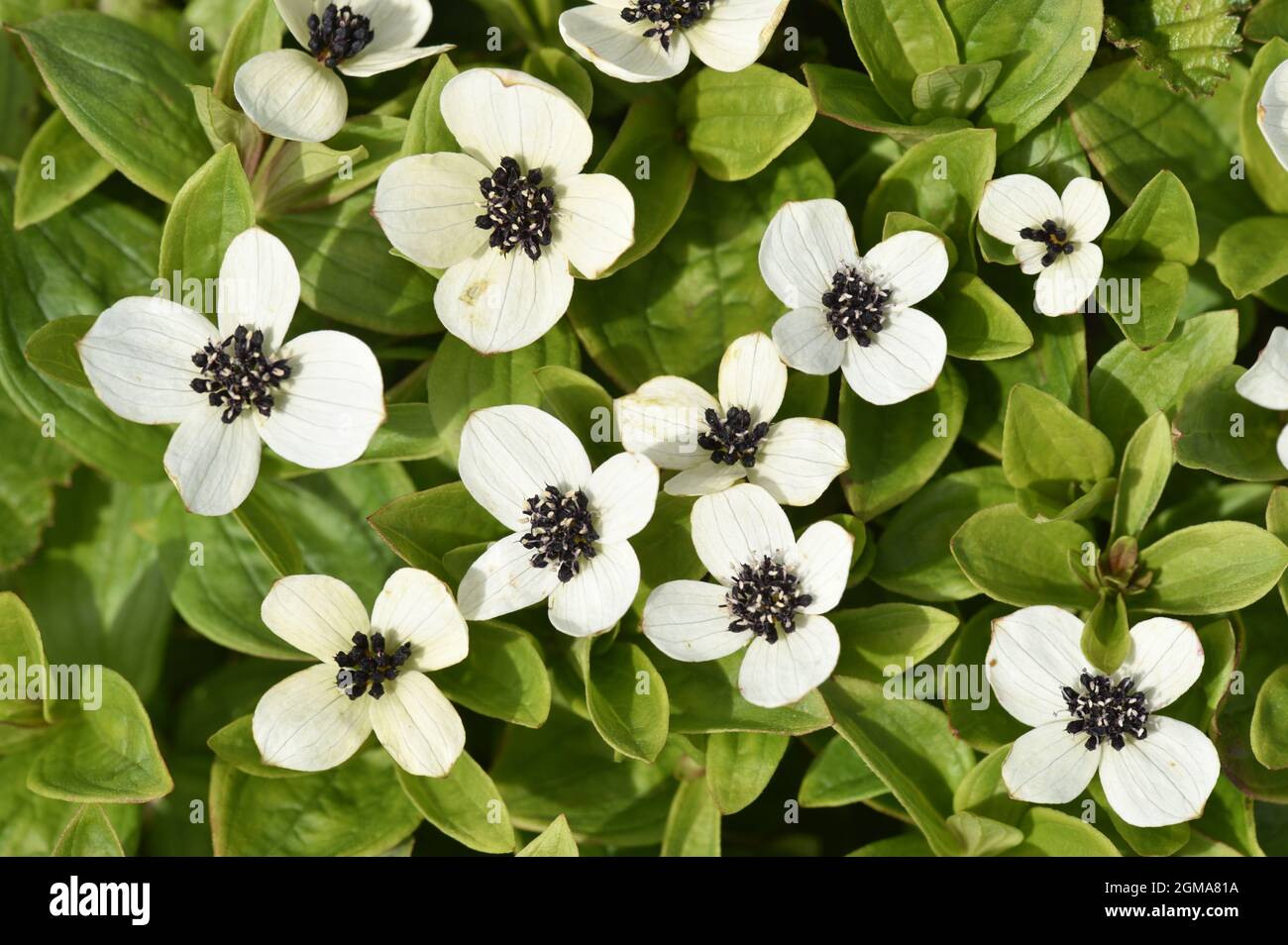 Cornel nain - Cornus suecica Banque D'Images