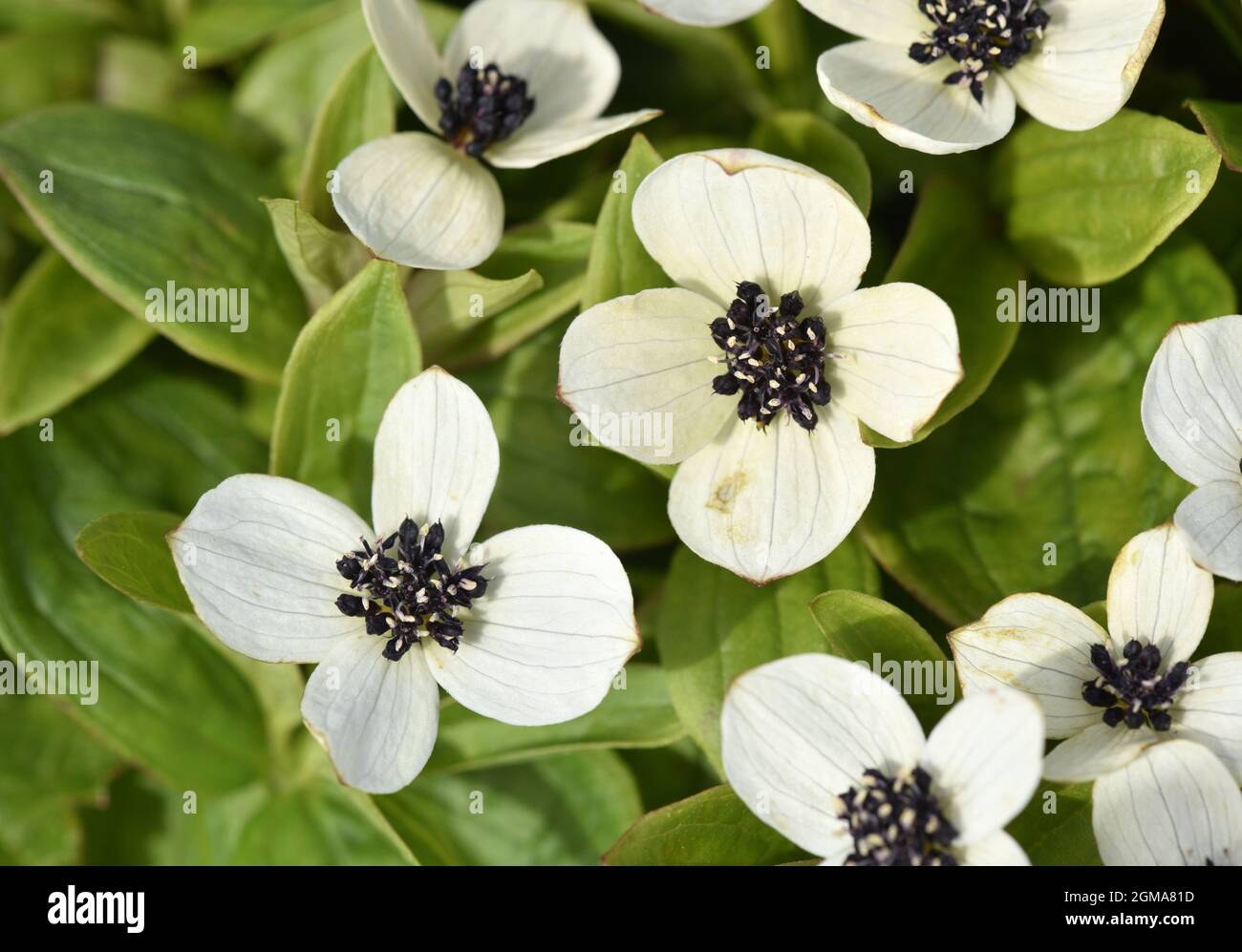 Cornel nain - Cornus suecica Banque D'Images