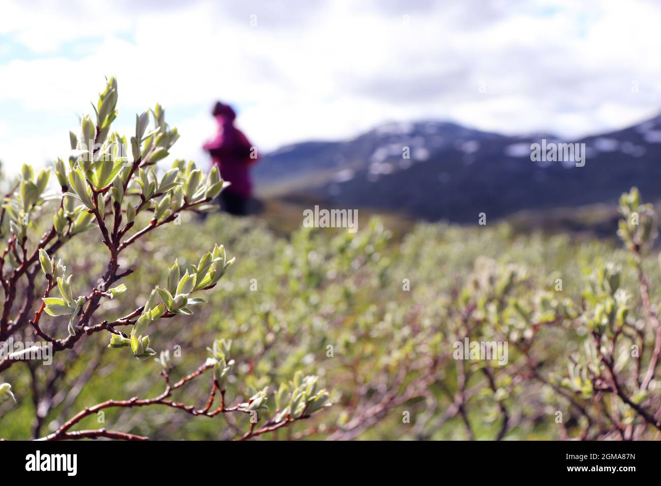 Gros plan d'une belle branche dans la nature norvégienne avec des montagnes en arrière-plan Banque D'Images