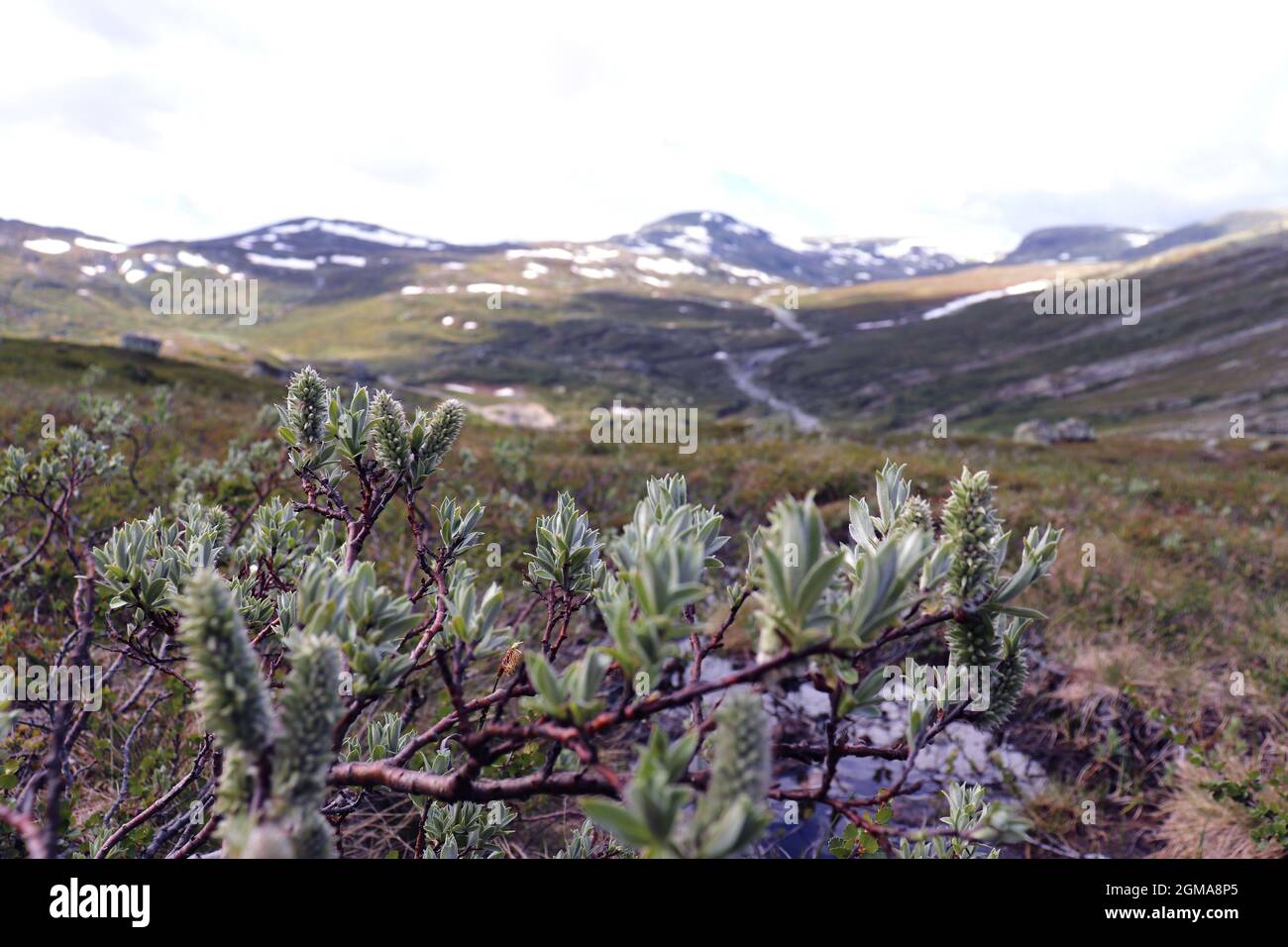 Gros plan d'une belle branche dans la nature norvégienne avec des montagnes en arrière-plan Banque D'Images