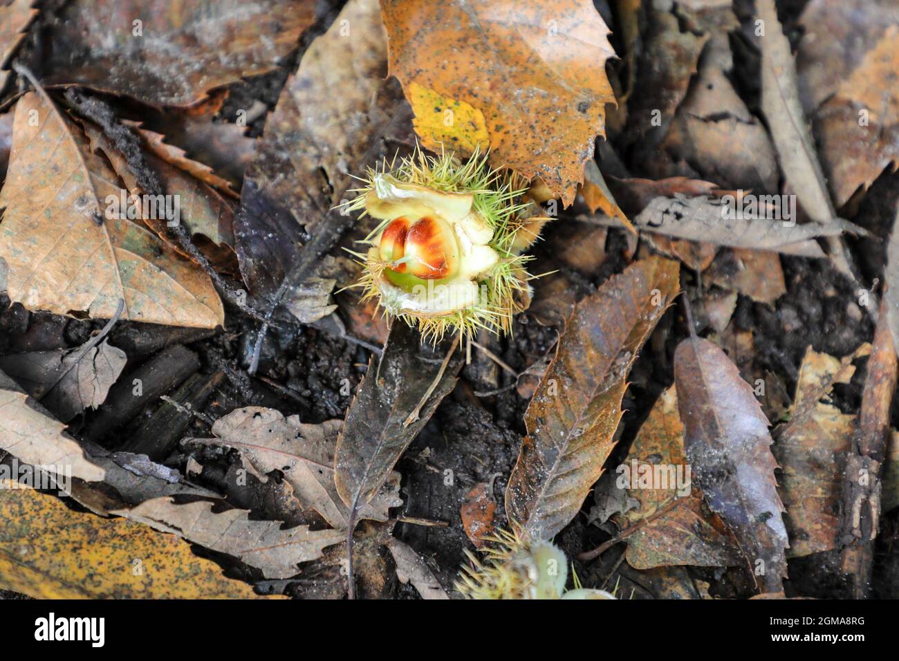 Un conker le fruit ou la graine d'un châtaignier ou d'un arbre de conker (Aesculus hippocastanum), Angleterre, Royaume-Uni Banque D'Images