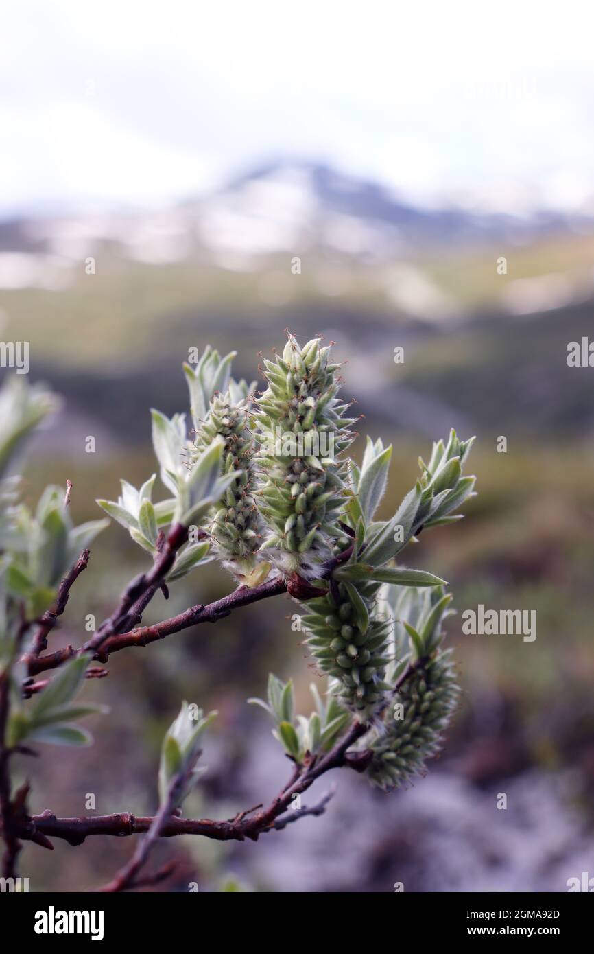 Gros plan d'une belle branche dans la nature norvégienne avec des montagnes en arrière-plan Banque D'Images