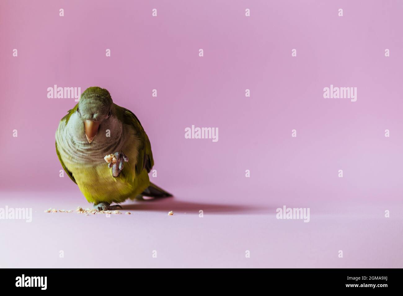 Parrot tient de la nourriture dans son paw et mange sur un fond rose avec un espace vide. Banque D'Images