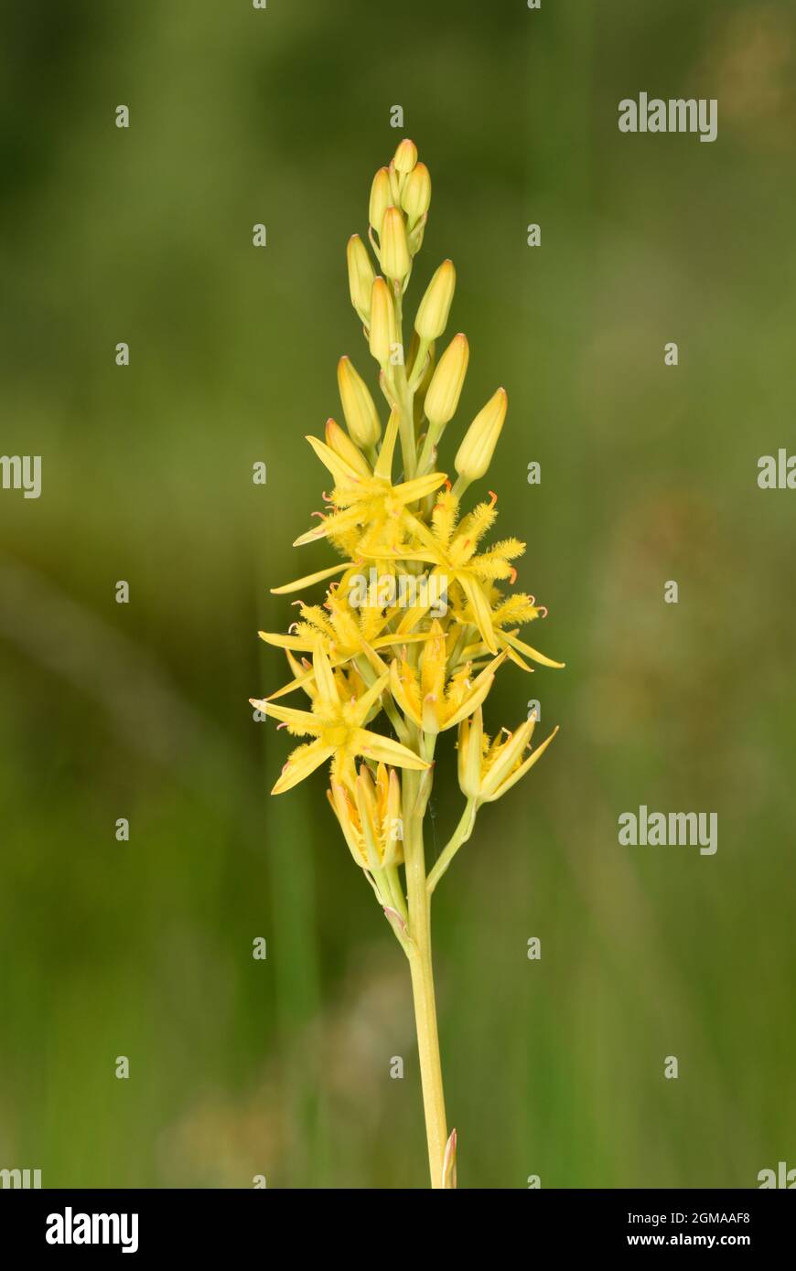 - Narthecium ossifragum Bog Asphodel Banque D'Images