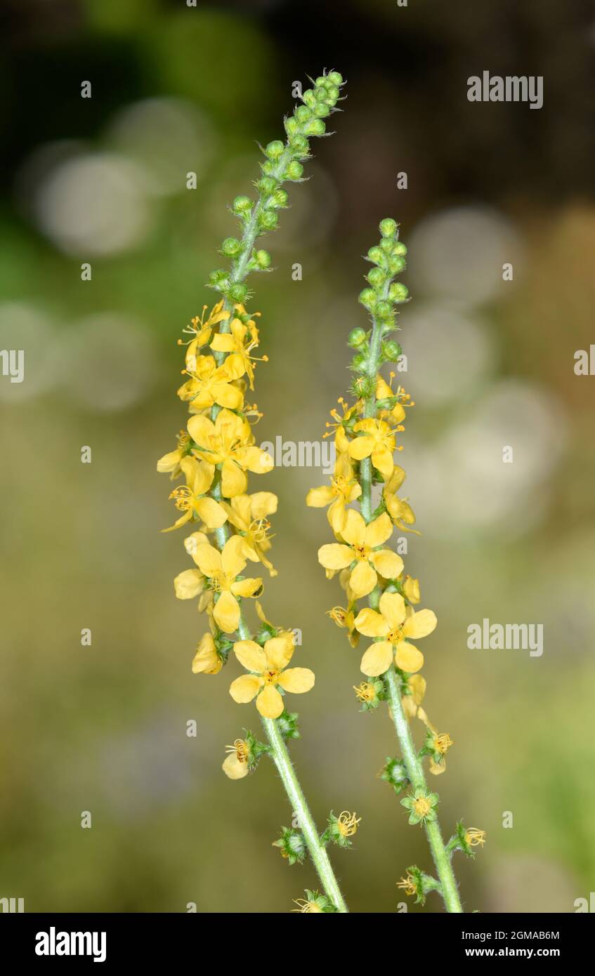 - Agrimony Agrimonia eupatoria Banque D'Images