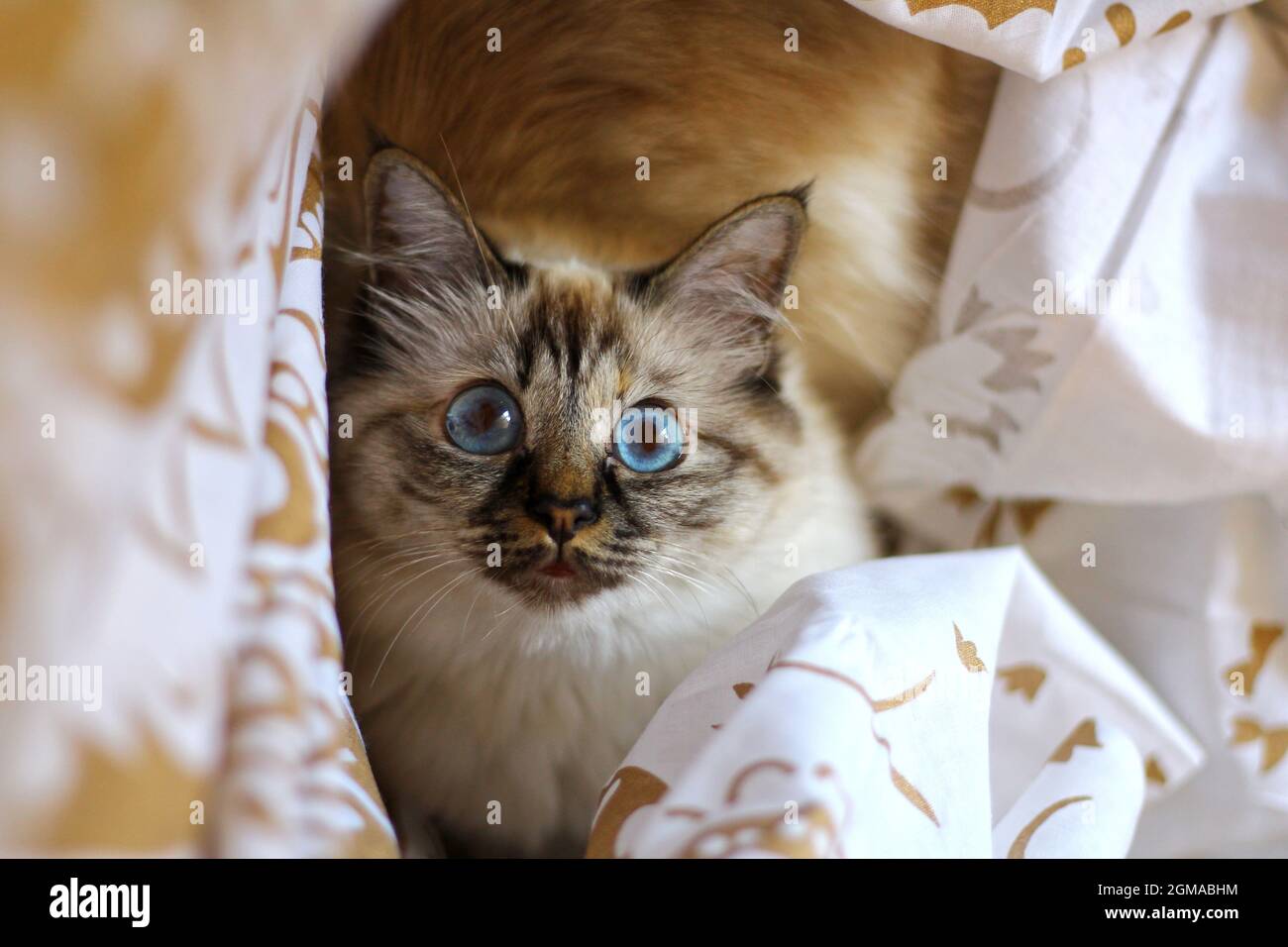 Chat de Kiity doux Birman sacré Banque D'Images
