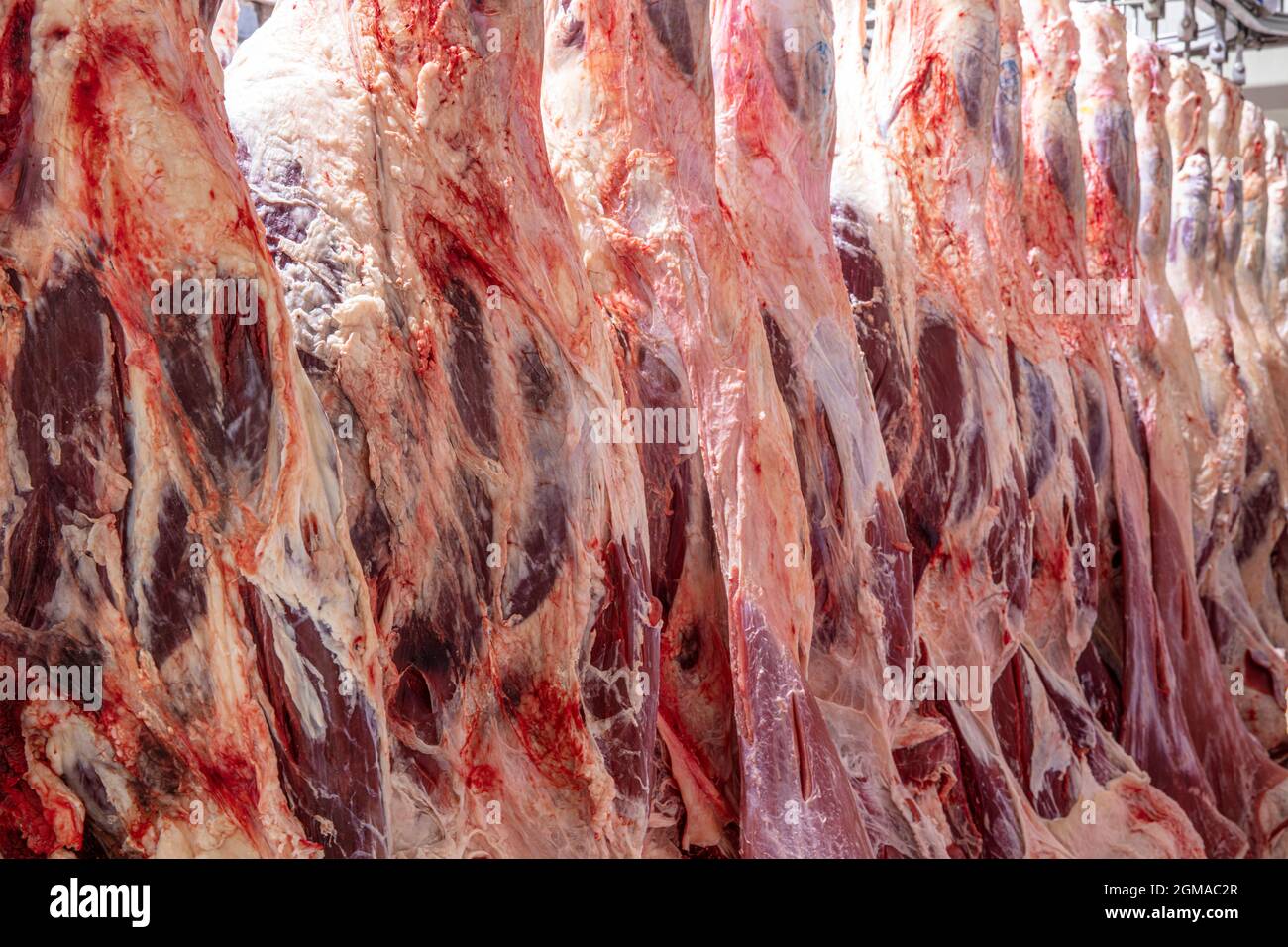 À l'abattoir, les carcasses, la viande de bœuf cru, accrochée au congélateur.  Gros plan d'une moitié de morceaux de vache frais accrochés et disposés en  rangée dans un grand frid Photo Stock -