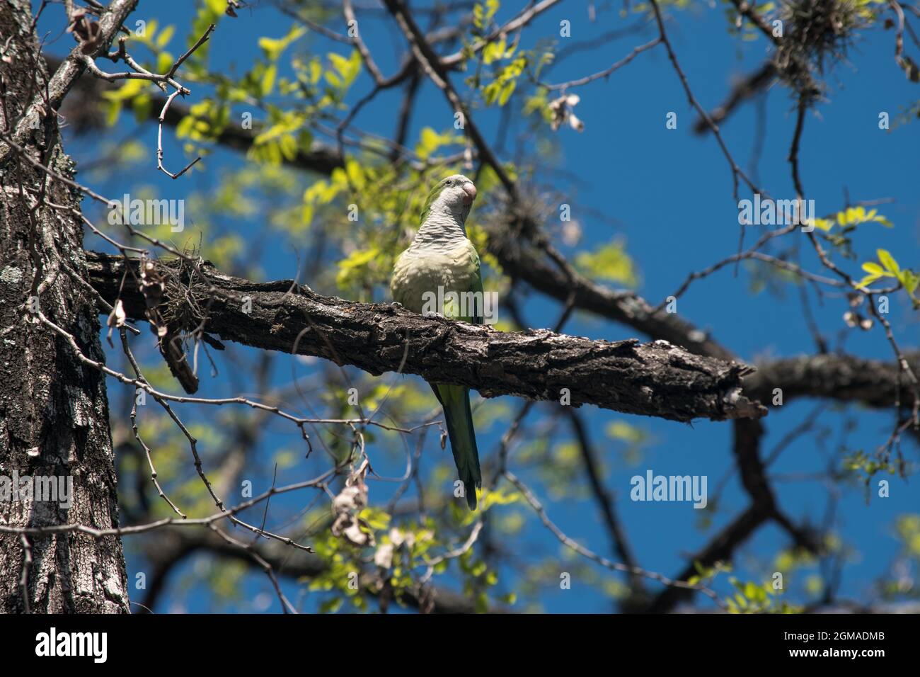 petit perroquet vert sur un arbre Banque D'Images