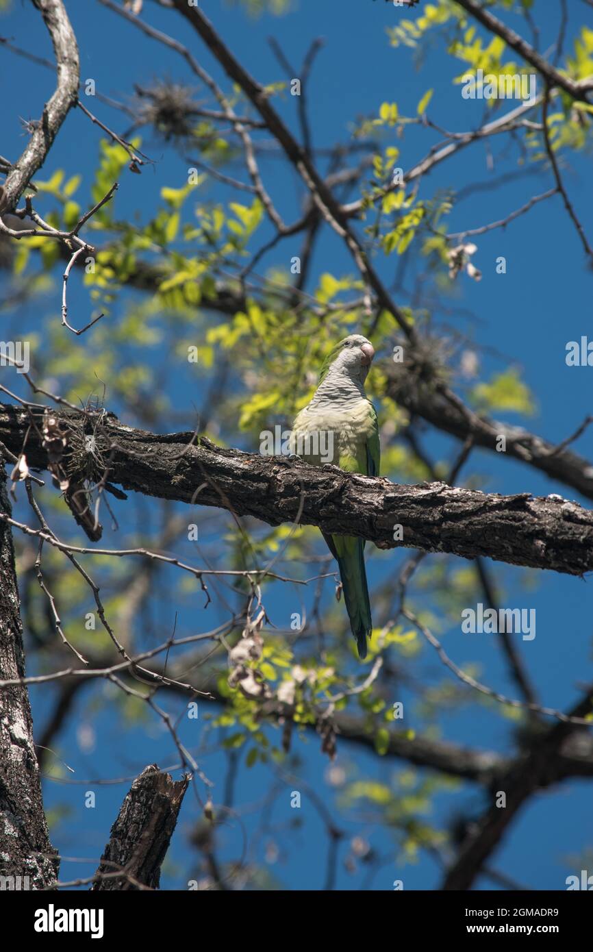 petit perroquet vert sur un arbre Banque D'Images