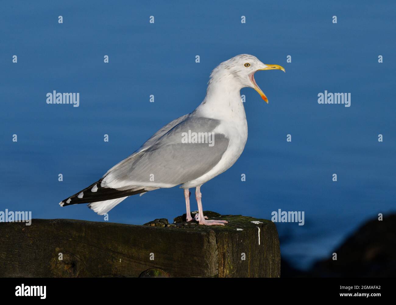 Goéland argenté - Larus argentatus Banque D'Images